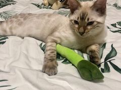 -美联众合宠物医院·爱萌分院·内外科·猫科中心