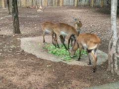 -清迈夜间动物园