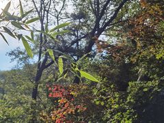 -九如山休闲旅游度假区