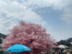 -四川省成都市彭州市白鹿镇