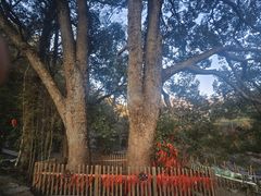 -石台牯牛降景区