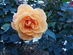 -人民公园(罗湖区)