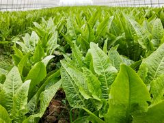 -武汉紫薇都市田园