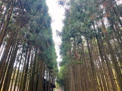 -玉苍山国家森林公园