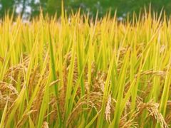 -嘉北郊野公园