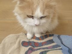 -唐小姐の私宠·宠物洗护美容·撸猫馆·购宠(周浦万达旗舰店)