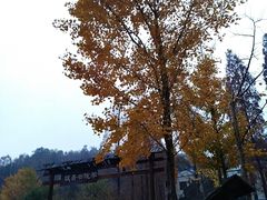 -千年银杏谷文化旅游区