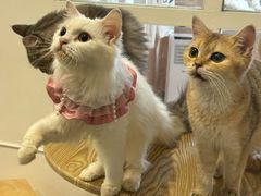 -楼上猫咖(罗湖店)