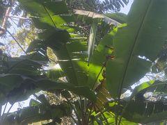 -西双版纳原始森林公园