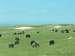 -青海湖国家重点风景名胜区