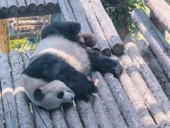 -大连森林动物园