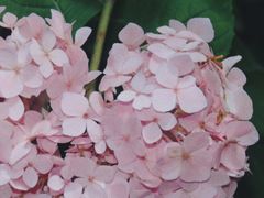 -上海滨江森林公园