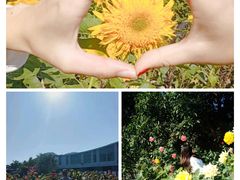 -亚龙湾国际玫瑰谷