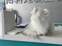 -博特宠物医院24h犬猫全科.骨科·异宠