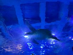 -太平洋海底世界