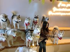 -Husky Go! 哈士奇体验馆·宠物咖啡厅狗咖