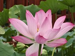 -莲花池公园