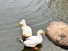 -新江湾城公园