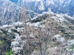 -大岭沟猕猴桃谷风景区