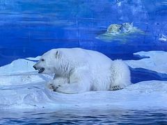 -海合安天津极地海洋公园