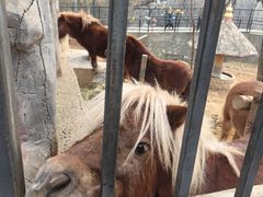 -石家庄市动物园