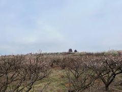 -南京市溧水区傅家边梅花山弄山庄