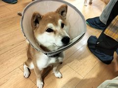 -是阿柴呀！柴犬咖啡·爱喵喵猫咖