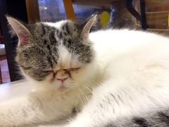 -喵园·猫主题咖啡厅·撸猫·猫咖(国贸店)