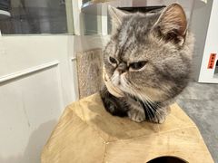 -楼上猫咖(罗湖店)