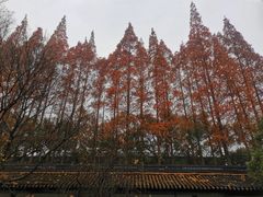 -苏州文庙(姑苏区)
