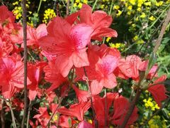 -南汇桃花村