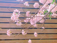-高东镇樱花园