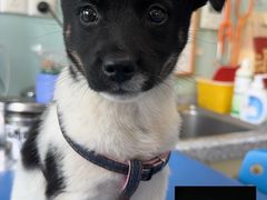 -瑞派申生动物医院·24H夜诊·国际动物医疗中心·骨外科(吴中路店)