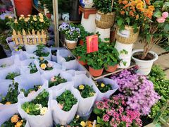 -金陵花卉交易市场