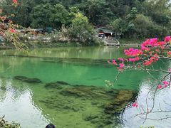 -靖西鹅泉风景区