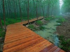 -合肥滨湖国家森林公园