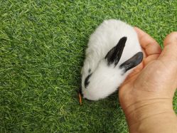 -萌宠亲子动物乐园(槐房万达店)