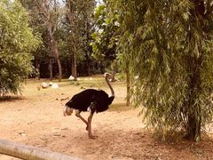 -大连森林动物园