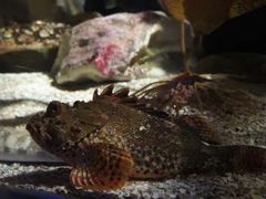-悉尼海洋生物水族馆