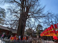 -潭柘寺景区