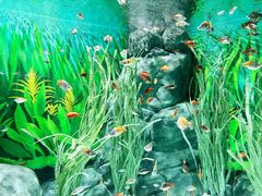 -上海海洋水族馆