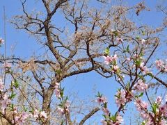 -桃花堤公园