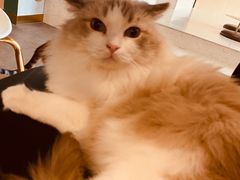 -飞行喵MR PILOT|猫舍·猫咖(静安大融城店)