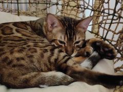 -猫腻·猫咖·撸猫馆(星光大道店)