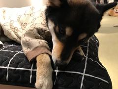 -逗柴咖啡屋·狗咖猫咖宠物桌游