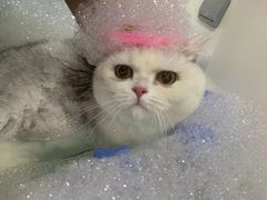 -车接车送·寄养洗护·德文猫舍(大宁店)