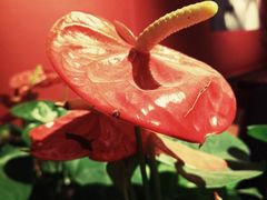 -COSTA COFFEE(新奥购物中心店)
