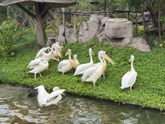 -深圳野生动物园