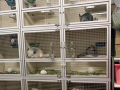 -钓仓鼠(洋桥北里小区店)
