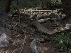 -野象谷景区